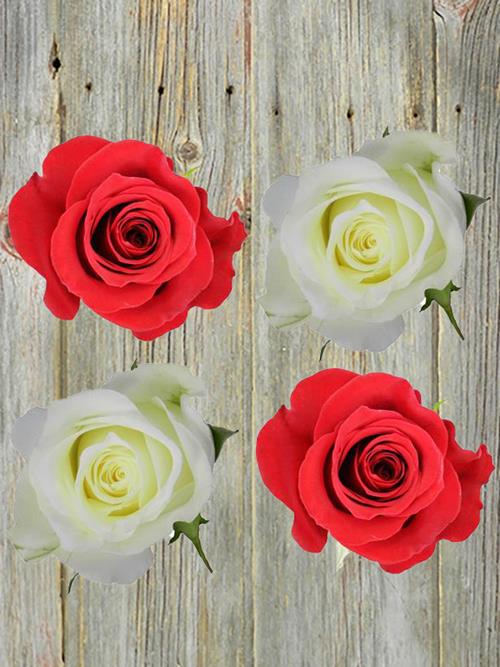 CHRISTMAS PACK 150 STEMS  FREEDOM AND 50  STEMS WHITE ASSORTED ROSES